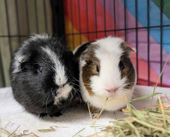 Rescue Guinea Pig Guinea Pigs for Adoption in Coquitlam, British Columbia - Blair And Carrie | PetCurious